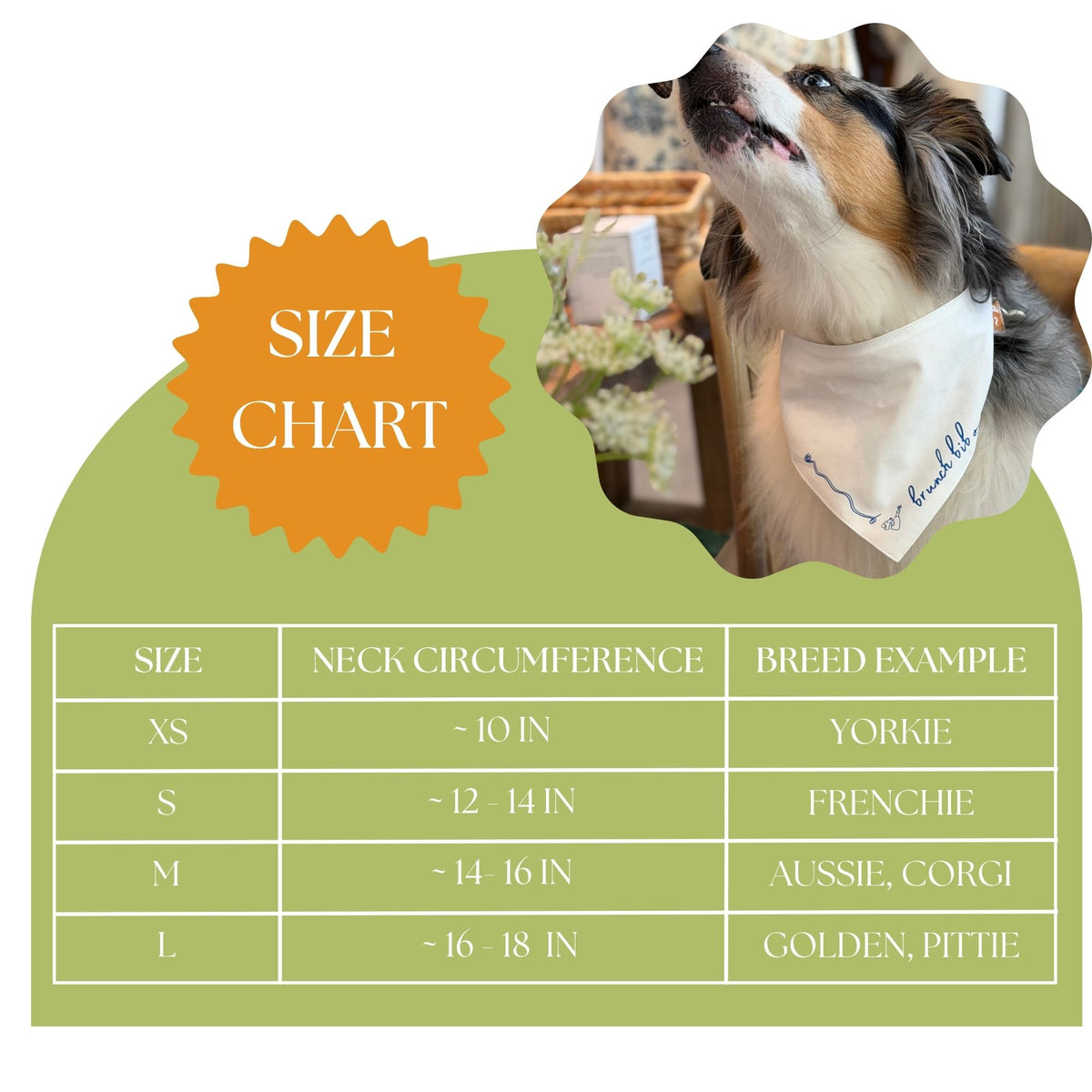 A pet bandana size chart graphic with a dog wearing the bandana in the top-right corner. The chart includes a size table with neck circumference measurements for XS (neck circumference of approx 10 inches), S (12-14 inches, approx), M (14 to 16 inches approx), and L (16-18 inches approx), plus breed examples, and a starburst label reading 'SIZE CHART'.