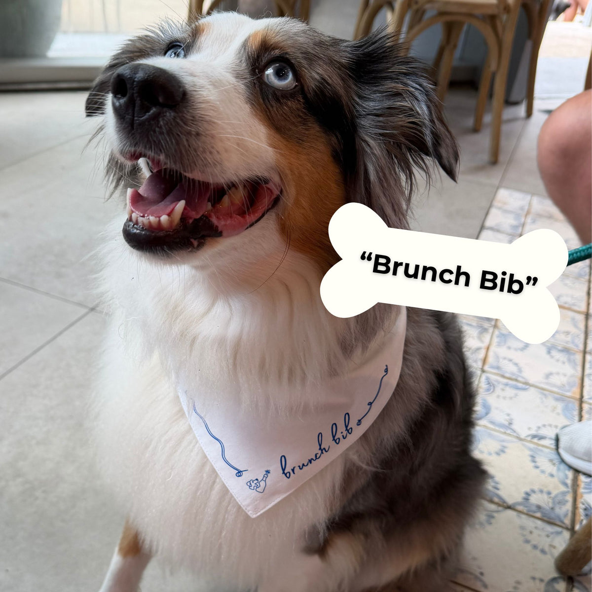 An Australian Shepherd dog wearing a white bandana with blue script reading "brunch bib" and a bone-shaped overlay label that says "Brunch Bib" in a real indoor setting.