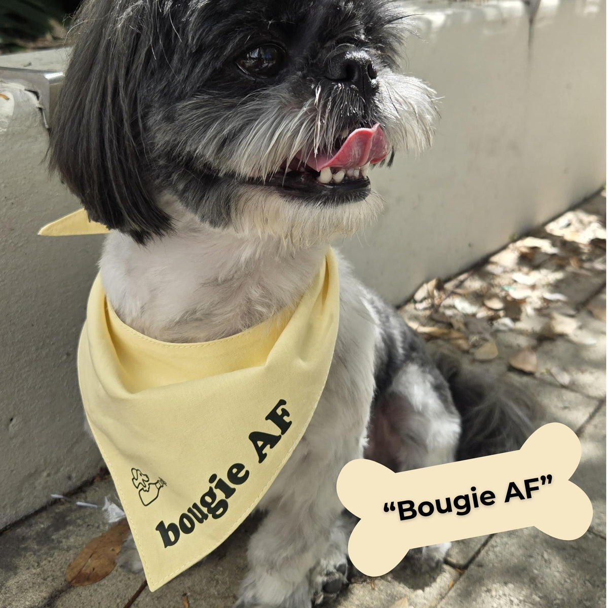 A small black-and-white dog wearing a pale yellow bandana with the text 'bougie AF' and a bone-shaped overlay reading 'Bougie AF'.