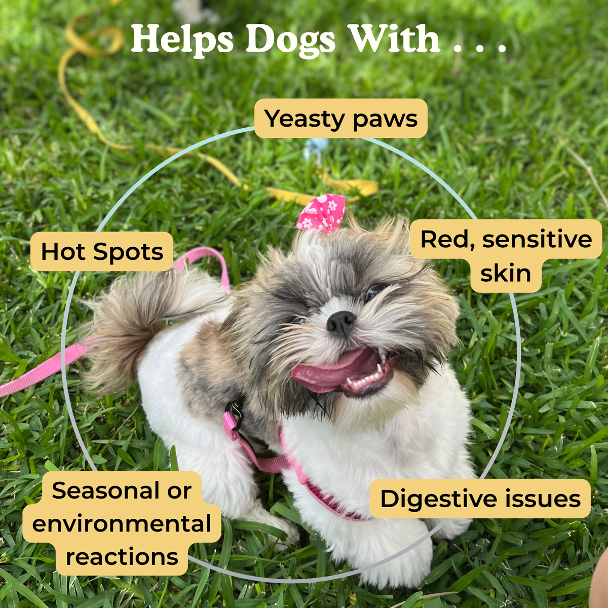 Dog on grass with text about conditions helped by Allerzen, including yeasty paws, hot spots, red skin, and seasonal allergies and reactions.