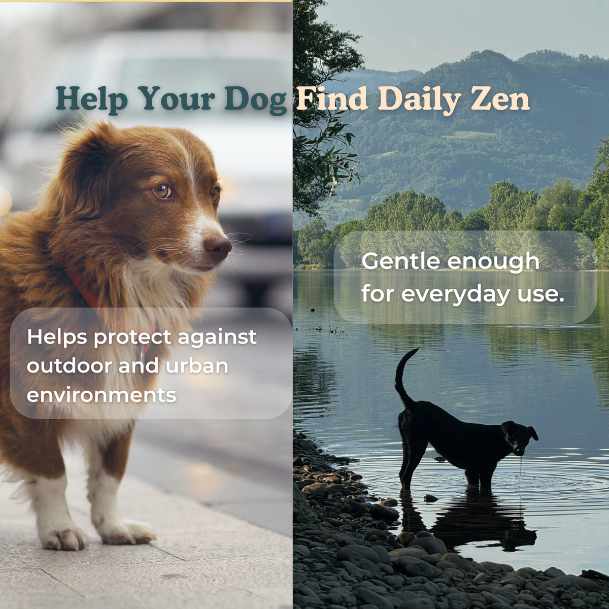 Aller-Zen Ritual - Dog Allergy and Immunity Chews 9oz